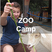 Zoo Camp link